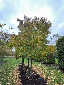 Liquidambar styraciflua 600-700 cm WRB multi-stem - image 3