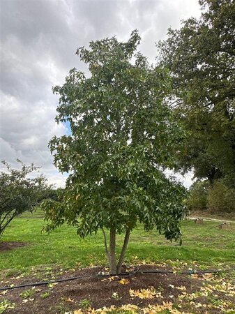 Liquidambar styraciflua 600-700 cm WRB multi-stem - image 4