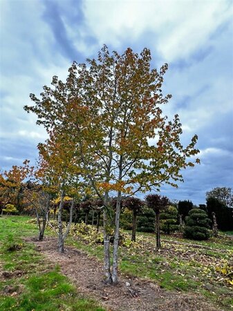 Liquidambar styraciflua 800-900 cm WRB multi-stem - image 1