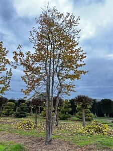 Liquidambar styraciflua 800-900 cm WRB multi-stem - image 2