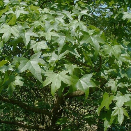 Liquidambar styraciflua 8-10 Hoogstam cont. 50L