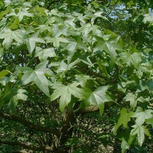Liquidambar styraciflua 8-10 Hoogstam cont. 50L