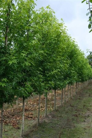 Liquidambar s. 'Worplesdon' 10-12 Hoogstam draadkluit