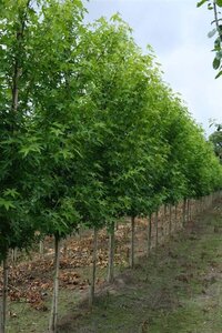 Liquidambar s. 'Worplesdon' 10-12 Hoogstam draadkluit