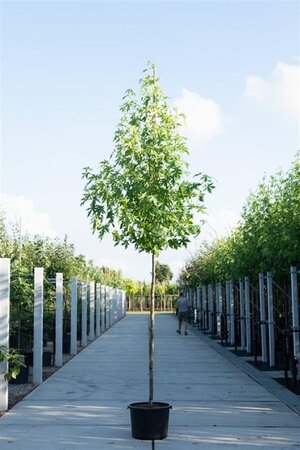 Liquidambar s. 'Worplesdon' 14-16 Hoogstam cont. 50L