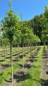 Liquidambar s. 'Worplesdon' 20-25 Hoogstam draadkluit 3 X verplant - afbeelding 2