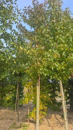 Liquidambar s. 'Worplesdon' 20-25 Hoogstam draadkluit 3 X verplant - afbeelding 3