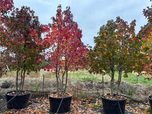 Liquidambar s. 'Worplesdon' 250-300 cm container meerstammig