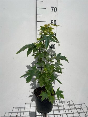 Liquidambar s. 'Worplesdon' geen maat specificatie cont. 3,0L - afbeelding 2