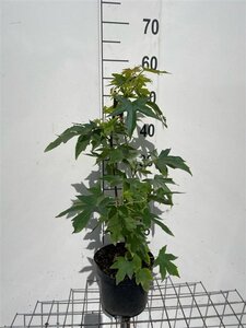Liquidambar s. 'Worplesdon' geen maat specificatie cont. 3,0L - afbeelding 2