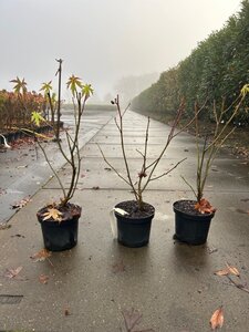 Liquidambar s. 'Worplesdon' geen maat specificatie cont. 3,0L - afbeelding 3