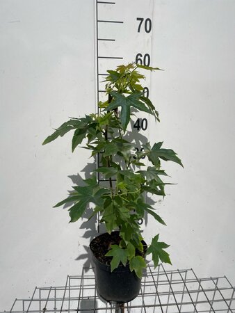 Liquidambar s. 'Worplesdon' geen maat specificatie cont. 3,0L - afbeelding 1