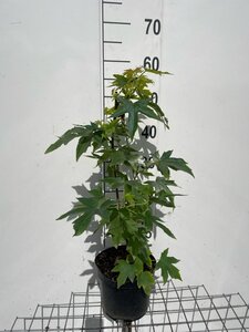 Liquidambar s. 'Worplesdon' geen maat specificatie cont. 3,0L