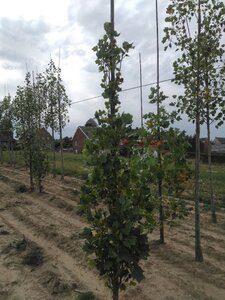 Liriodendron t. 'Fastigiatum' 200-250 cm met kluit geveerd