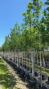 Liriodendron tulipifera 10-12 Hoogstam draadkluit