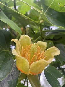 Liriodendron tulipifera 10-12 Hoogstam draadkluit - afbeelding 3