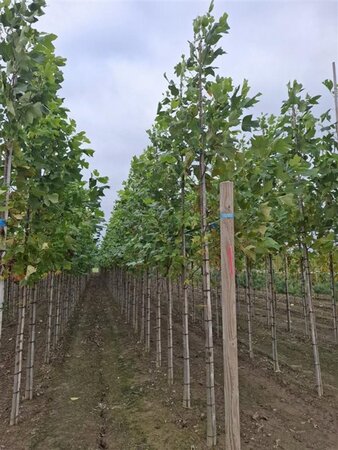 Liriodendron tulipifera 10-12 Hoogstam met kluit - afbeelding 1