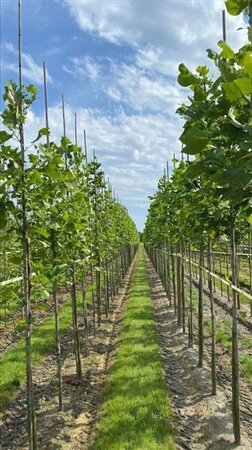 Liriodendron tulipifera 12-14 Hoogstam draadkluit 2 X verplant - afbeelding 2