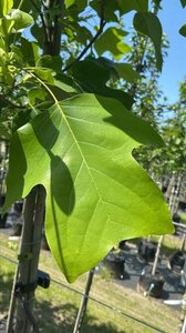 Liriodendron tulipifera 12-14 Hoogstam draadkluit 2 X verplant - afbeelding 3