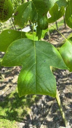 Liriodendron tulipifera 12-14 Hoogstam draadkluit 2 X verplant - afbeelding 5