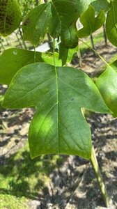 Liriodendron tulipifera 12-14 Hoogstam draadkluit 2 X verplant - afbeelding 5