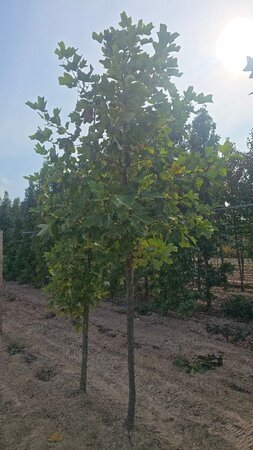 Liriodendron tulipifera 14-16 Hoogstam draadkluit 2 X verplant - afbeelding 1