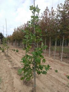Liriodendron tulipifera 200-250 cm met kluit geveerd