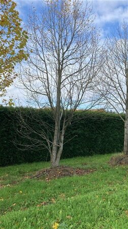 Liriodendron tulipifera 700-800 cm draadkluit meerstammig