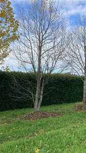 Liriodendron tulipifera 700-800 cm draadkluit meerstammig