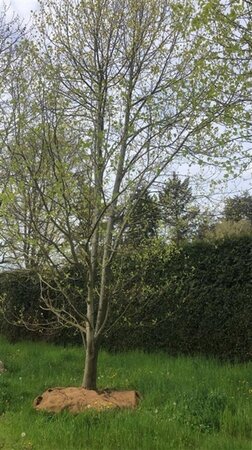 Liriodendron tulipifera 700-800 cm WRB multi-stem