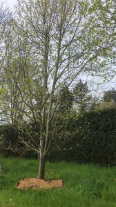 Liriodendron tulipifera 700-800 cm WRB multi-stem