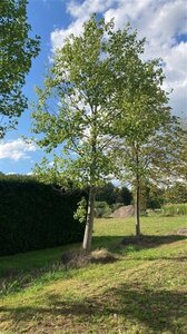 Liriodendron tulipifera 70-80 HO draadkluit - afbeelding 3