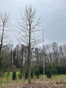 Liriodendron tulipifera 70-80 HO draadkluit