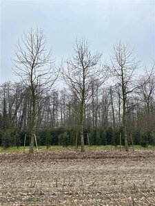 Liriodendron tulipifera 70-80 HO draadkluit - afbeelding 2