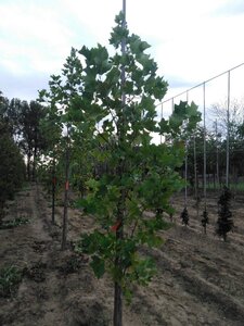 Liriodendron tulipifera 8-10 cm met kluit geveerd - afbeelding 3