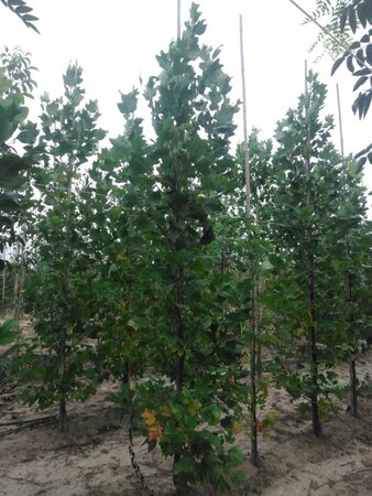 Liriodendron tulipifera 8-10 cm met kluit geveerd - afbeelding 2