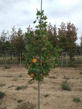 Liriodendron tulipifera 8-10 cm met kluit geveerd - afbeelding 4