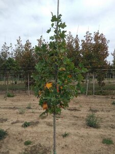 Liriodendron tulipifera 8-10 cm met kluit geveerd - afbeelding 4