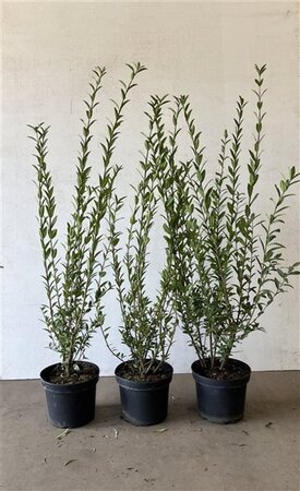 Ligustrum vulg. 'Atrovirens' 100-125 cm cont. 5,0L - afbeelding 5