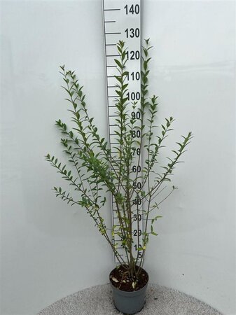 Ligustrum vulg. 'Atrovirens' 100-125 cm cont. 5,0L - afbeelding 1