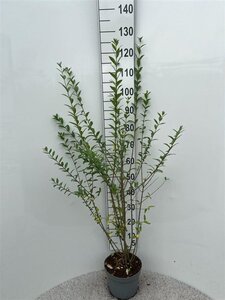 Ligustrum vulg. 'Atrovirens' 100-125 cm cont. 5,0L