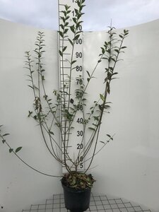 Ligustrum vulg. 'Atrovirens' 100-125 cm cont. 5,0L