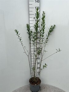 Ligustrum vulg. 'Atrovirens' 100-125 cm cont. 5,0L - afbeelding 2