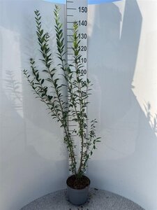 Ligustrum vulg. 'Atrovirens' 100-125 cm cont. 5,0L - afbeelding 3