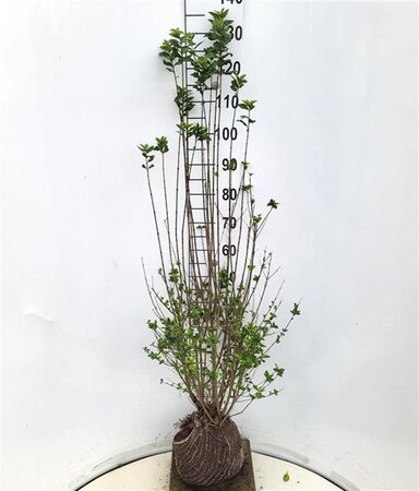 Ligustrum vulg. 'Atrovirens' 100-125 cm met kluit - afbeelding 3