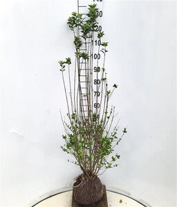 Ligustrum vulg. 'Atrovirens' 100-125 cm met kluit - afbeelding 3