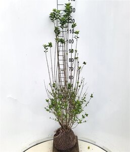 Ligustrum vulg. 'Atrovirens' 100-125 cm met kluit - afbeelding 4