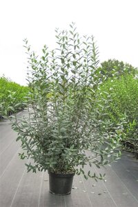 Ligustrum vulg. 'Atrovirens' 100-125 cm met kluit - afbeelding 2