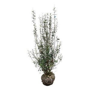 Ligustrum vulg. 'Atrovirens' 125-150 cm met kluit - afbeelding 2