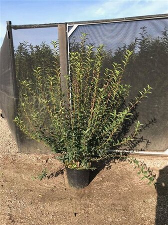 Ligustrum vulg. 'Atrovirens' 125-150 cm met kluit - afbeelding 2